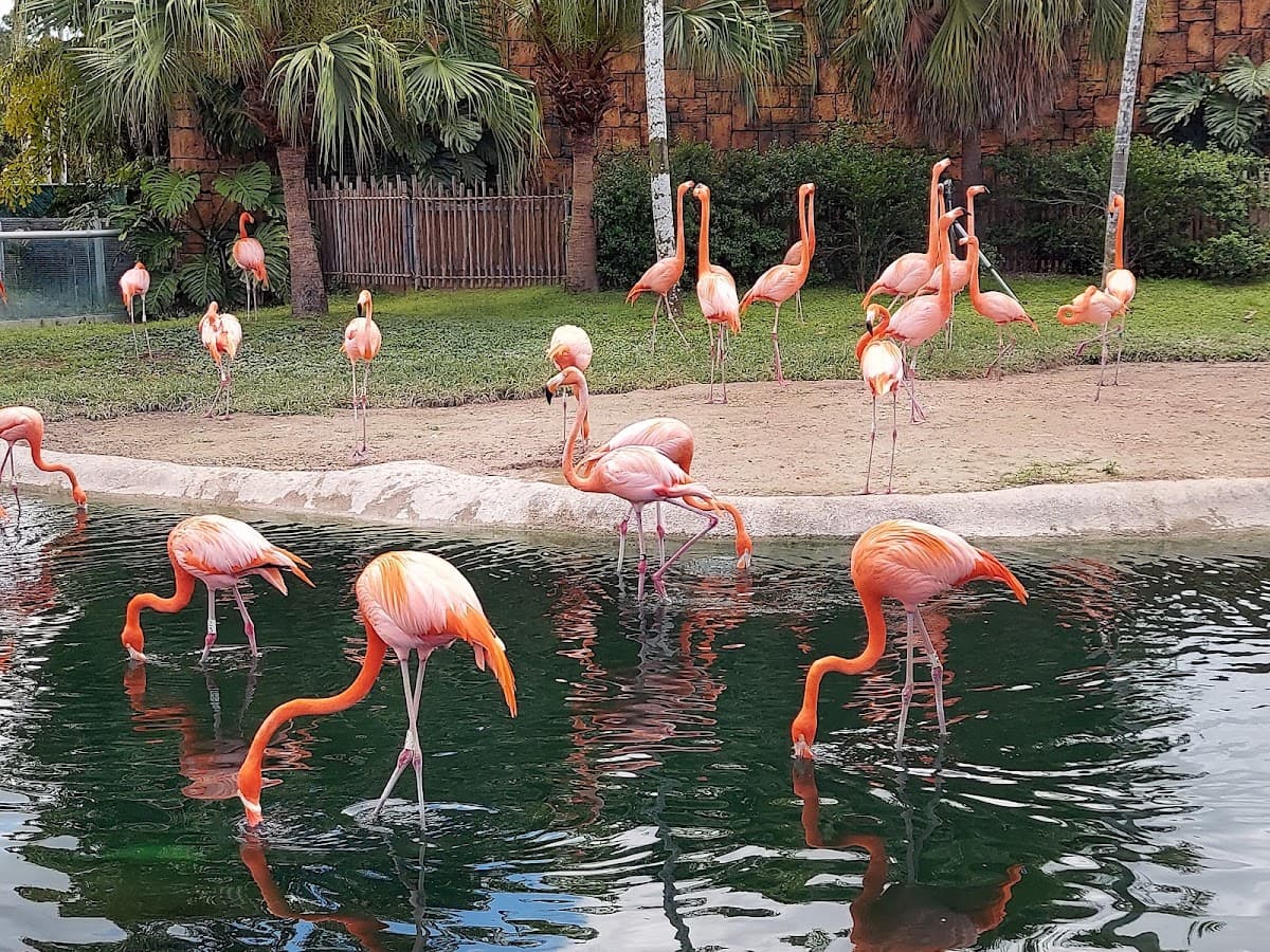 Zoológico de Miami