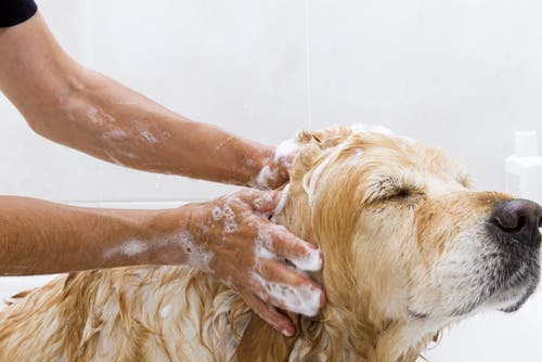 Clínica Veterinaria Olaya