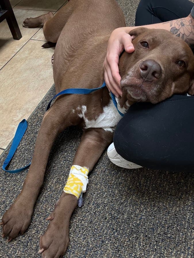 First Coast Veterinary Specialists & Emergency — foto