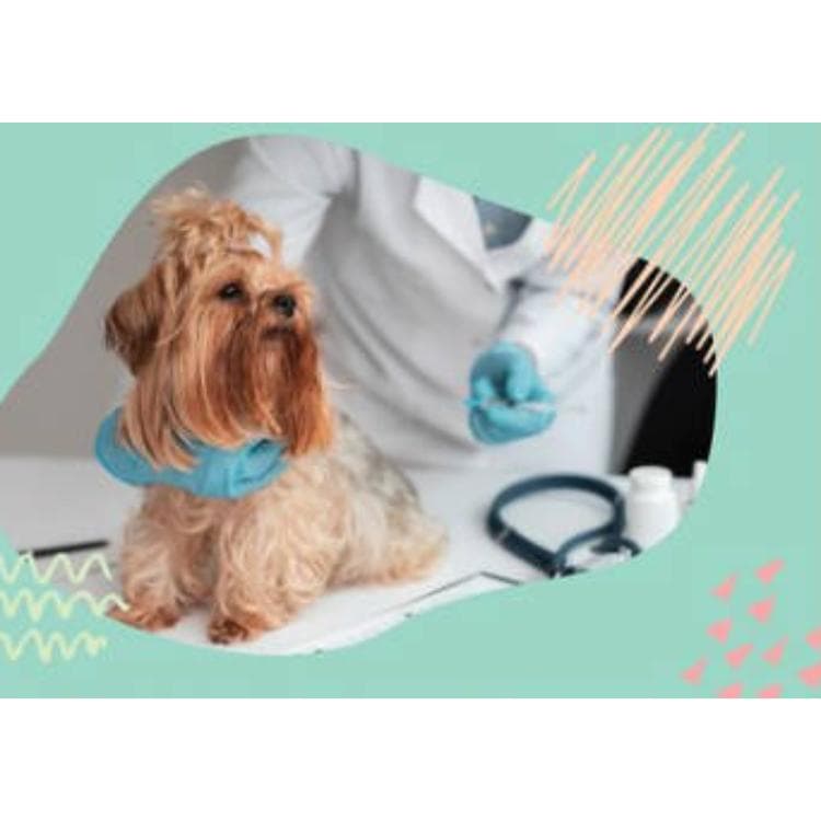 Centro de Estética Veterinaria Sabuesos — foto