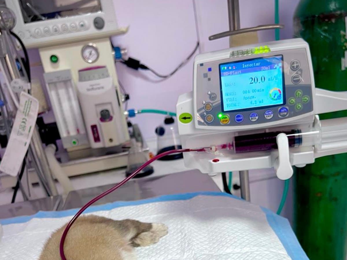 Clinica Veterinaria Mi Dogtora — foto