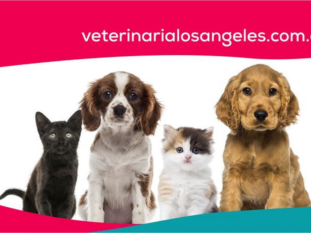 Veterinaria Los Angeles