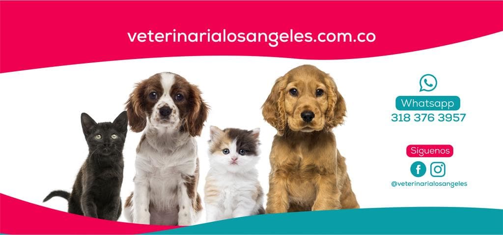 Veterinaria Los Angeles — foto