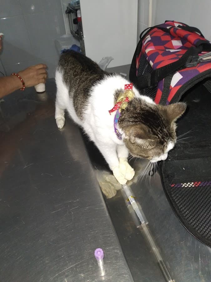 Veterinaria Los Angeles — foto