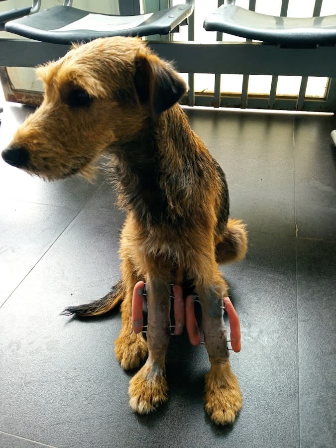 Medivet