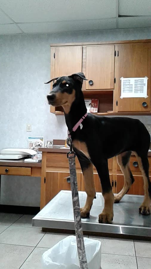Semoran & 408 Pet Doc Hospital — foto