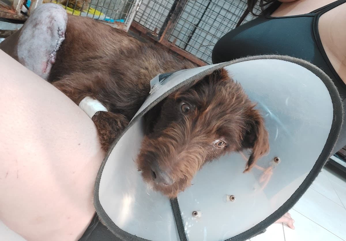 Mascotas Felices Dr Lozano — foto