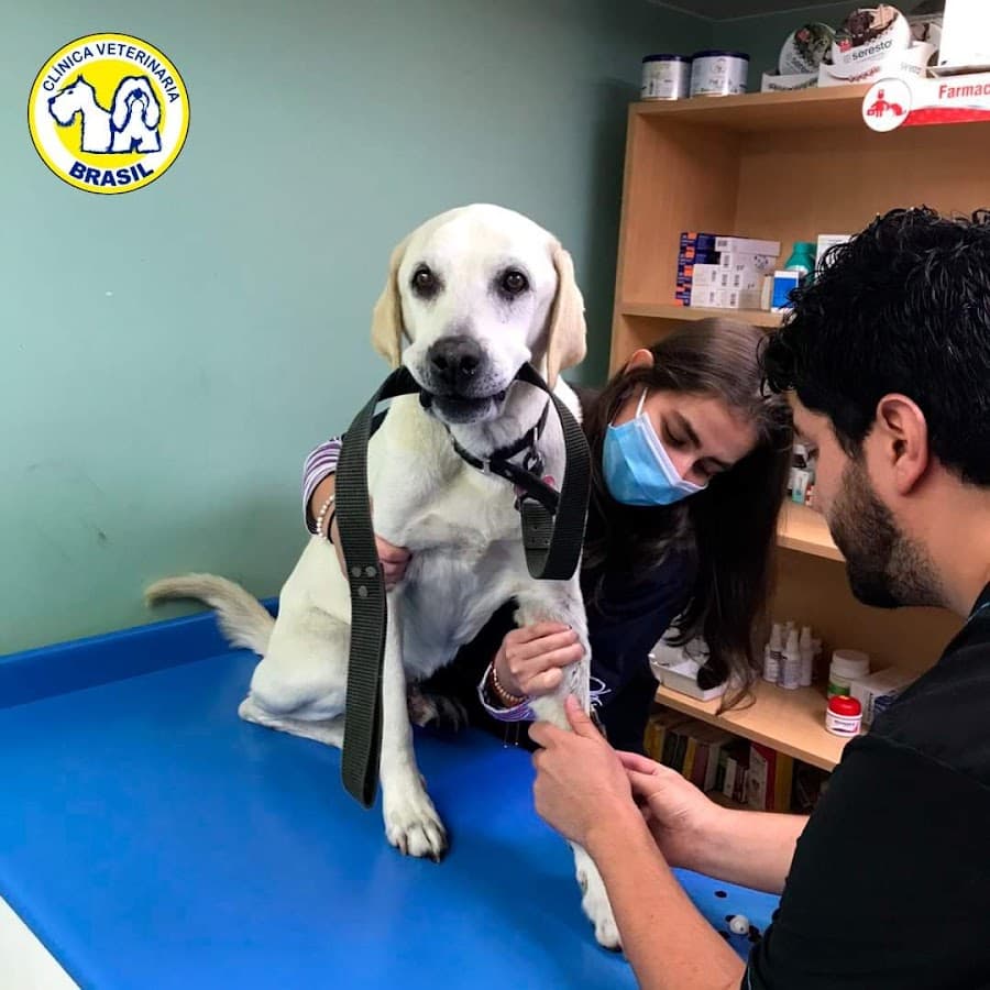 Clínica Veterinaria Brasil