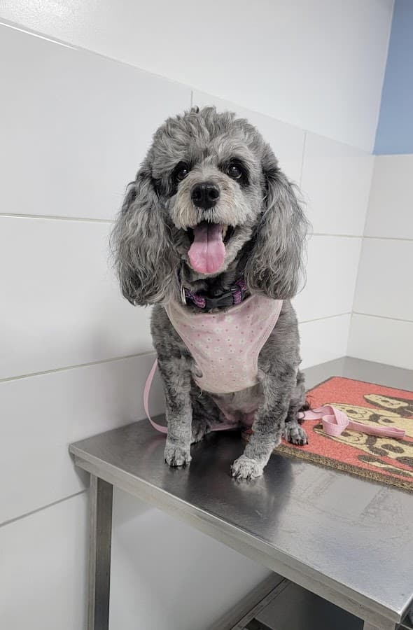 Clínica Veterinaria Brasil — foto