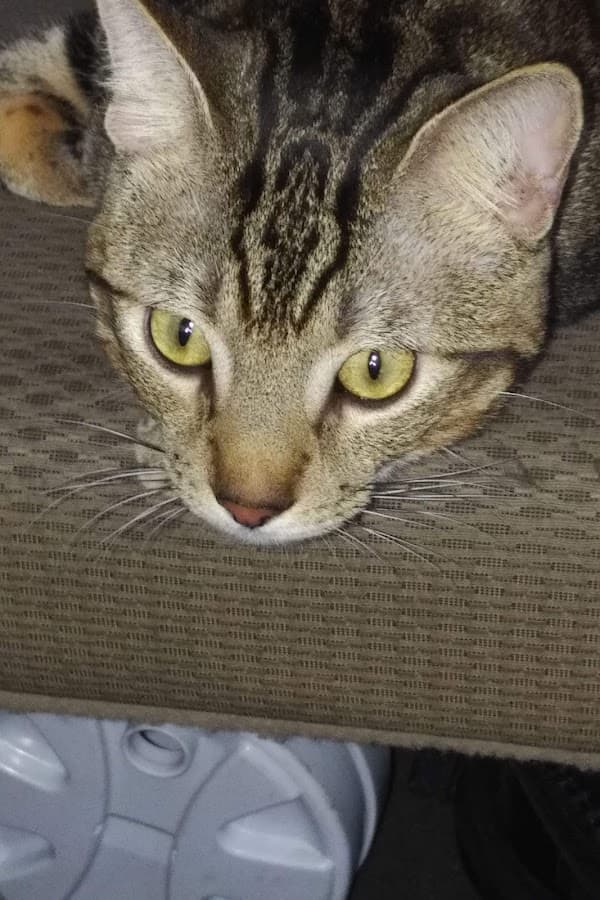 Vet Gisella Poppe, Veterinaria Mascota Feliz