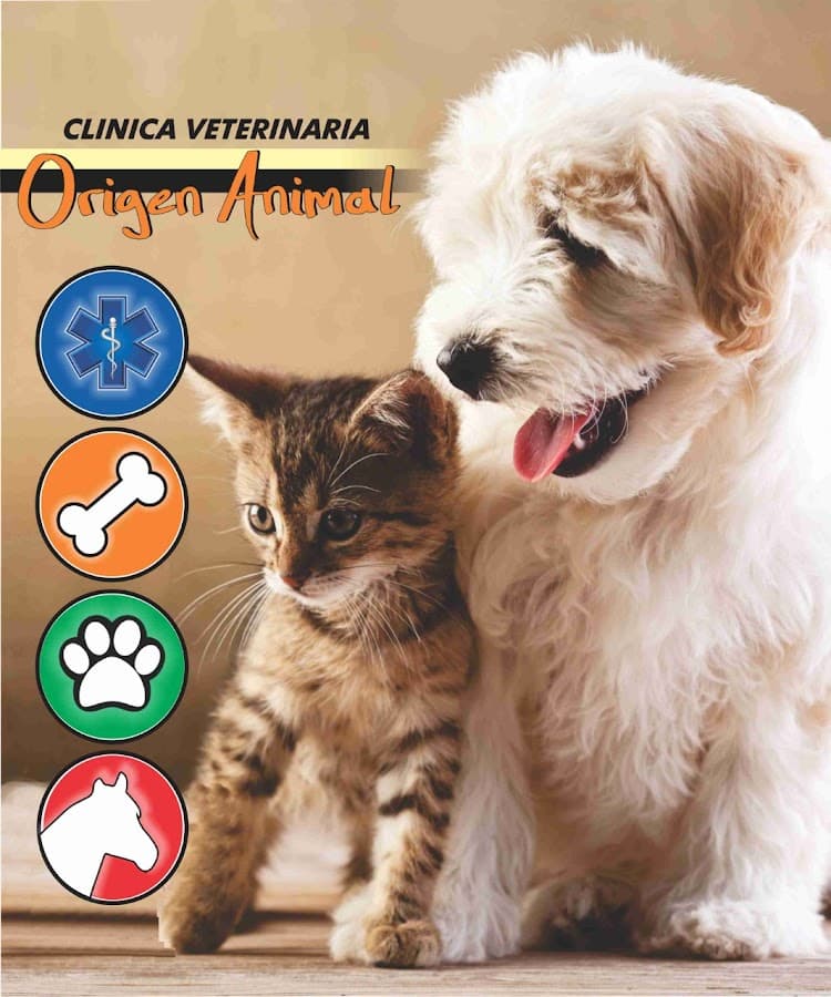 Origen Animal Medicina Veterinaria — foto