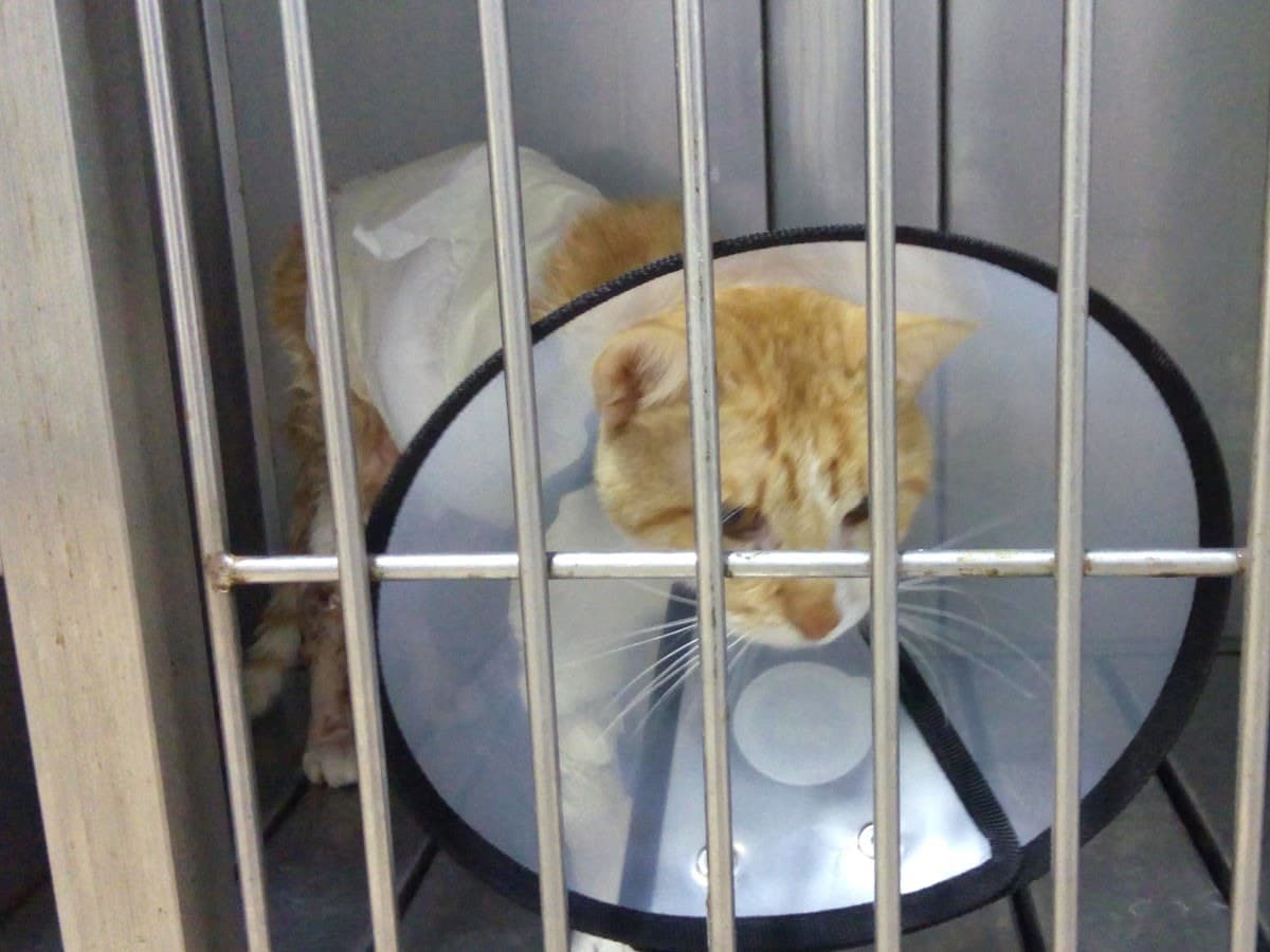 Pet Center — foto