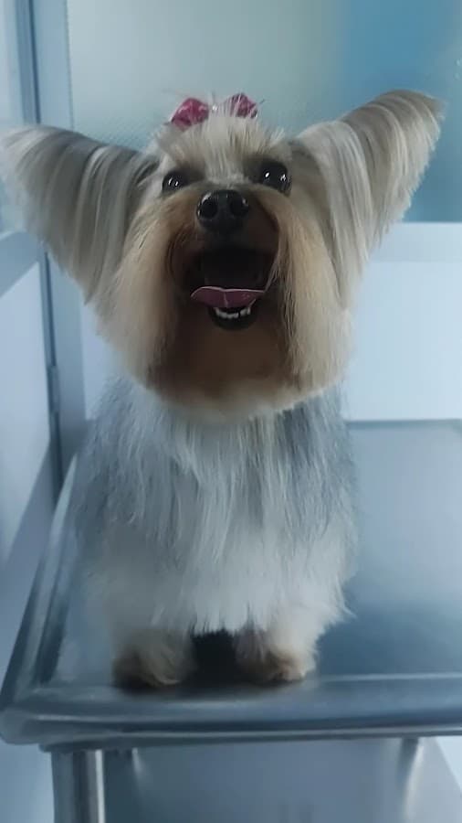 Centro Veterinario Los Agustinos — foto
