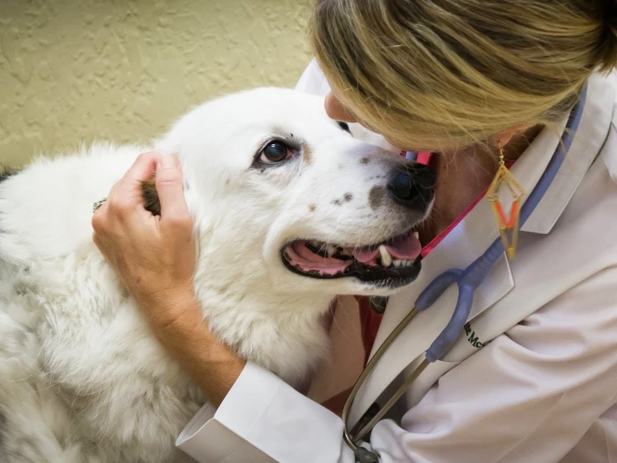 Pet Vet Care FL — foto