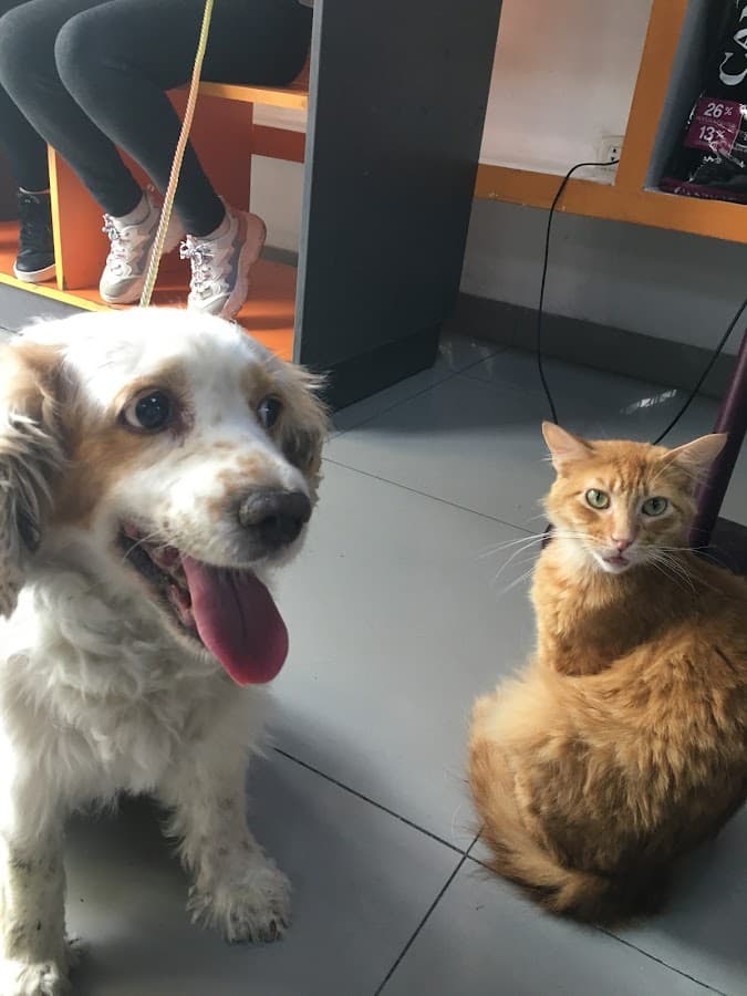 Pet Salud | Clínica Veterinaria en Lima — foto