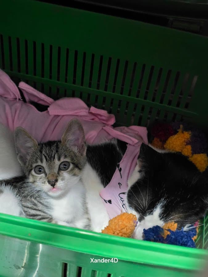 Animal Center
