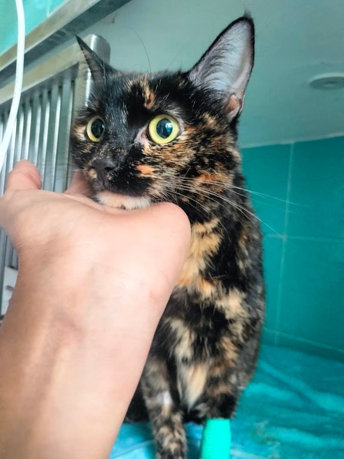Coravet Centro Veterinario Pereira — foto