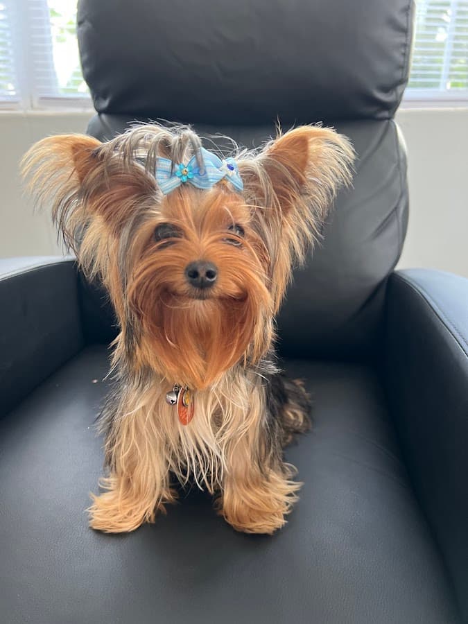 Oak Ridge Veterinary Clinic — foto