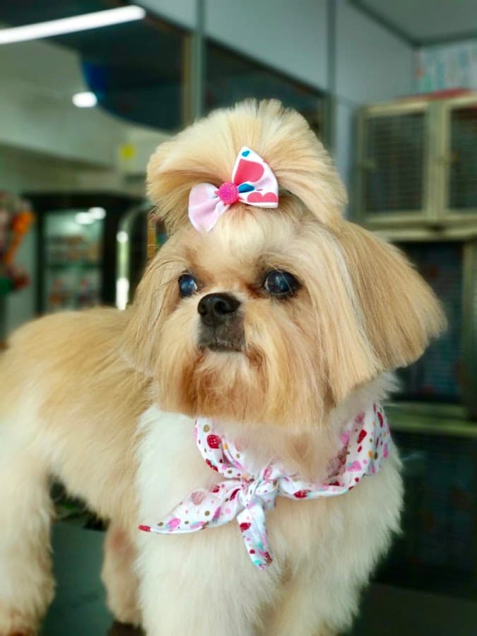 San Francisco Pet Shop — foto