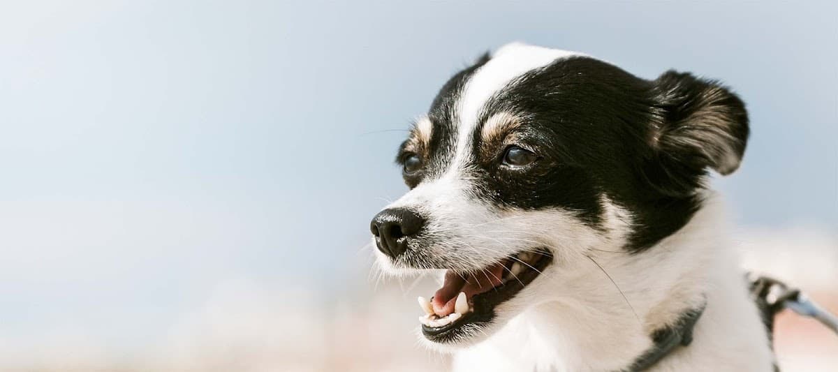 Miami Veterinary Specialists