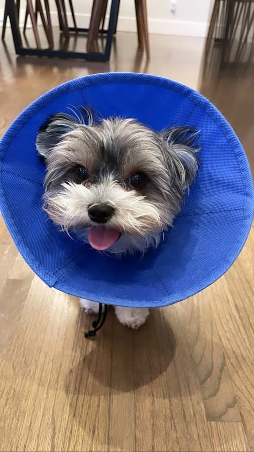 Helpet Veterinary Center