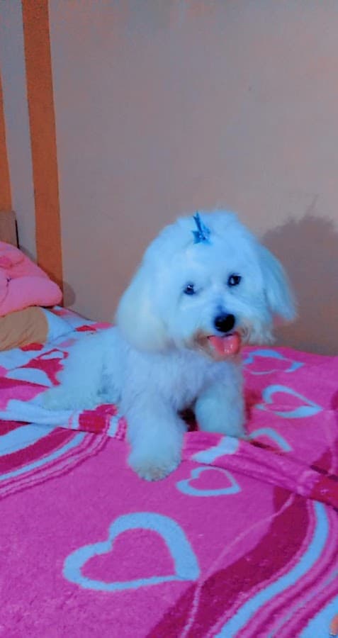 Veterinaria Y Spa Santa Lucia — foto